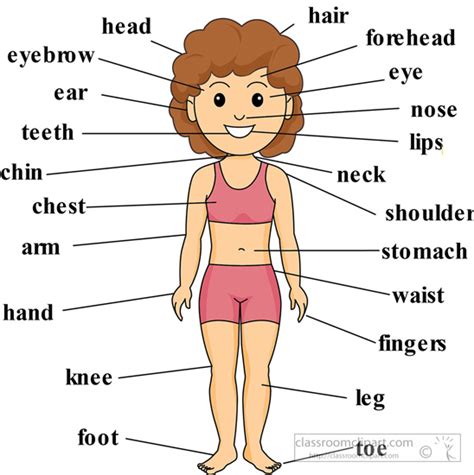 Human Body Parts Diagram With Label 13 Best Images Of Muscle Labeling
