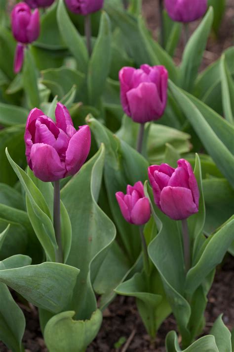 Tulipa Andpurple Princeand 5 Tulip Andpurple Princeand Bulbsrhs Gardening