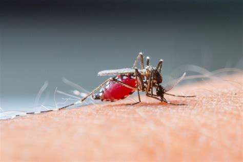 Malaria A Fatal Disease Fedhealth Medical Aid