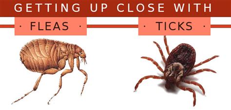 A Comprehensive Guide On Fleas And Ticks