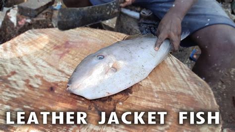 Leather Jacket Fish Bought From Kasimedu Fish Market Fresh Fish