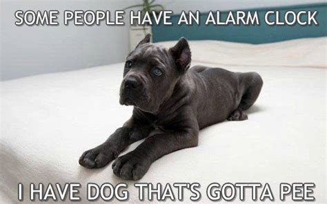 Some People Have An Alarm Clock But I Have Cane Corso Memes Virily