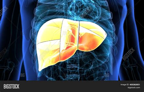 Liver 3d Illustration Image And Photo Free Trial Bigstock