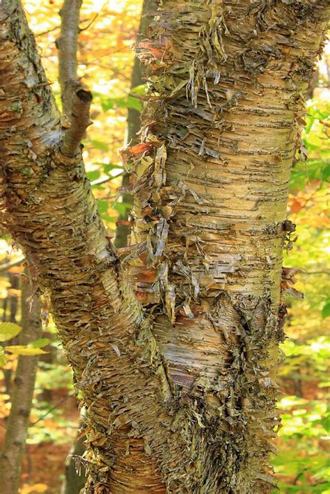 How To Grow And Care For The Yellow Birch