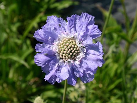 Skabiose Stäfa Scabiosa Caucasica Stäfa Baumschule Horstmann