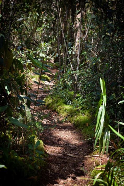 Path Through Dense Forest With Dappled Sunlight Falling On Ground And