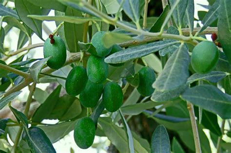 Olives Olive Tree Nourishment Free Photo On Pixabay Pixabay