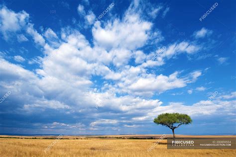 Plain Meadow And Cloudy Blue Sky With Lone Tree In Masai Mara Reserve