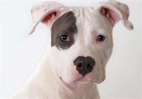 If You Want To Get A Pitbull Learn About Pitbull Colors First K9 Web