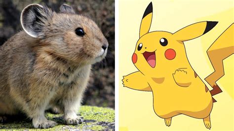 Top 112 What Animal Is Pikachu Based On