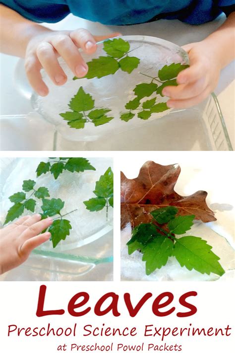 This makes now a great time for exploring nature with your preschoolers, and even bringing some of it into the classroom with you. Preschool Leaf Science Experiment | Preschool Powol Packets