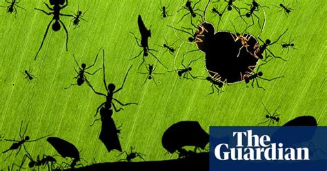 Review Of 2010 Wildlife Photographic Awards Environment The Guardian