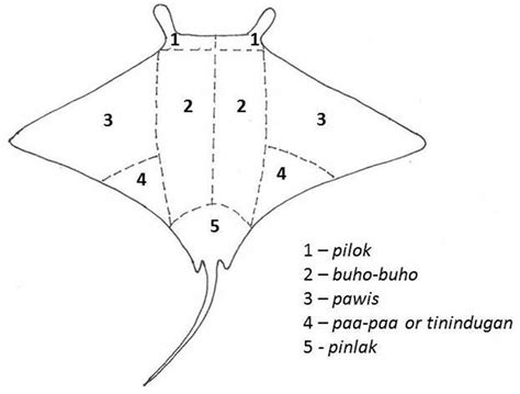 Illustration Of The Division Of The Manta Ray As Described By