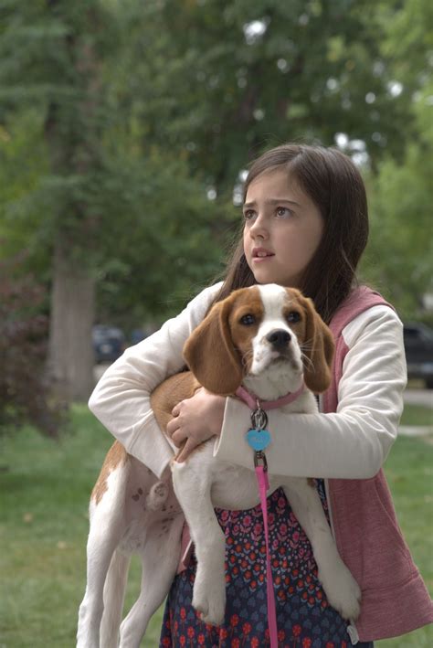 In one particularly painful scene, bailey dies in ethan's arms parents need to know that a dog's journey is the sequel to 2017's sentimental a dog's purpose gilpin is well cast as a selfish, disinterested mother who cares more about warning her daughter. A Dog's Journey Available NOW on DVD! - The Mommyhood ...