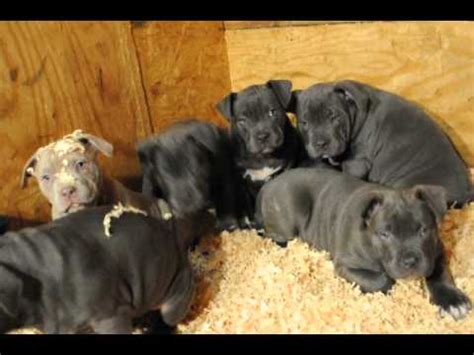 If you are considering weaning at this point, you can try to introduce puppy food mixed with water. HuggiexSahara pitbull puppies pitbull puppies for sale 9 weeks old - YouTube