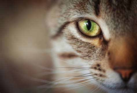 Need help finding a cat dealer near you? Animal Totem - Le Chat