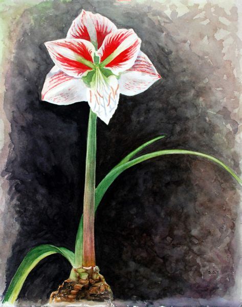 Amaryllis Plant Botanical Illustration Beautiful Drawings Botanical Art