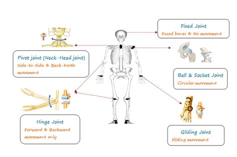 Maybe you would like to learn more about one of these? Types Of Joints - Fibrous, Cartilaginous and Synovial Joints