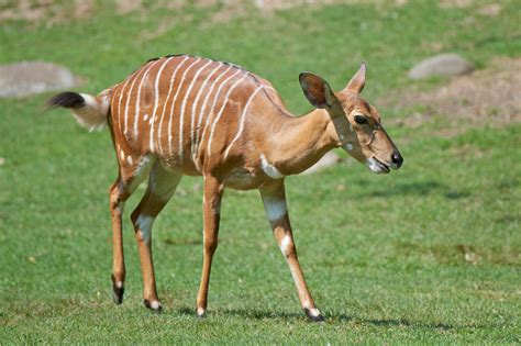 Hypothermia And Hyperthermia In Nyala Antelope During Chemical