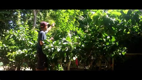 Maybe you would like to learn more about one of these? #How to Plant Calabash-Miracle Fruit Paano Tinatanim Ang ...