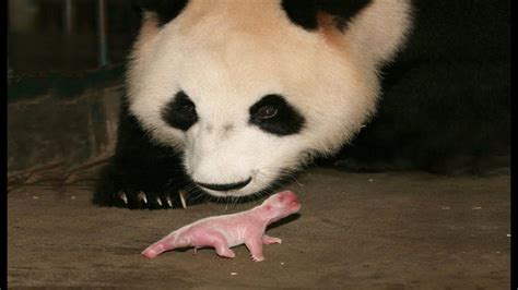 Why Do Pandas Eat Their Babies Abiewwt