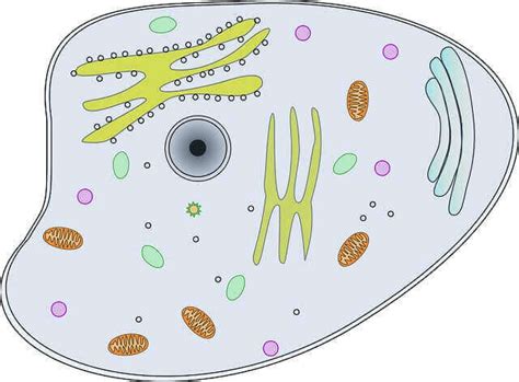 So it is called as the structural and functional unit of life. Animal Cell: Definition, 15 Organelles And Functions - 2021