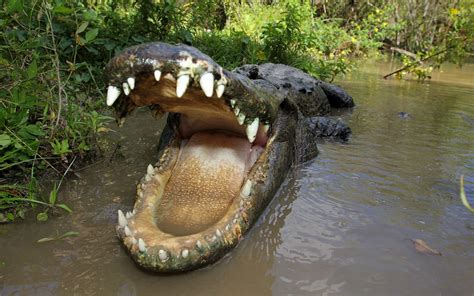 Everglades Alligator Farm Dans Homesteadflorida City Area Fl