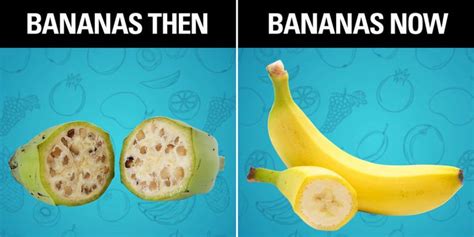 These Pictures Of What Your Favorite Fruits Used To Look Like Will