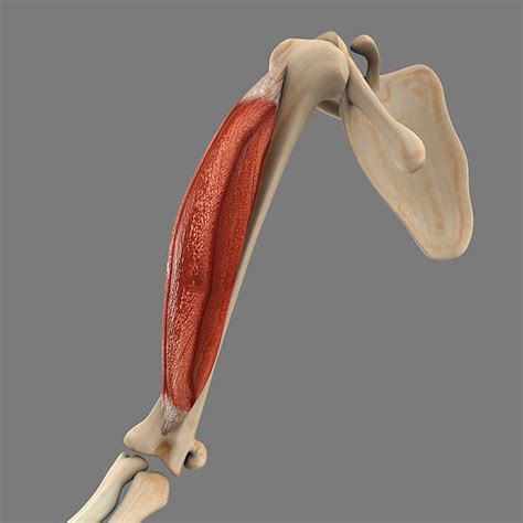 Brachioradialis Stock Photos Pictures And Royalty Free Images Istock