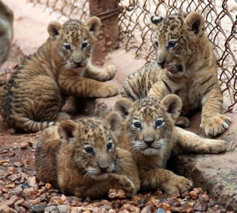 Tigon Cubs