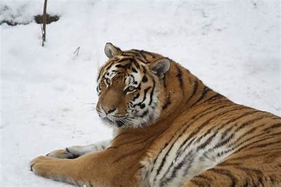 Tiger Siberian Animals Habitat Female Tigers Altaica