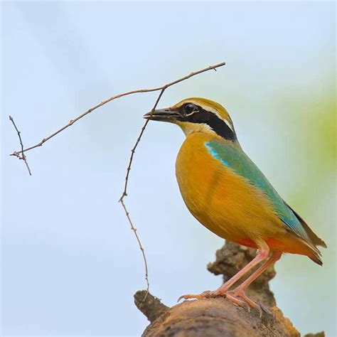 The Colours Of Nature Indian Pitta With Nesting Material