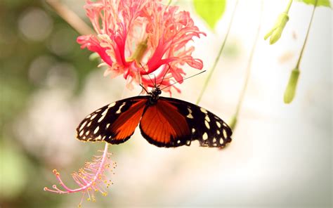 ✓ free for commercial use ✓ high quality images. 4K Butterflies And Flowers Wallpapers High Quality ...
