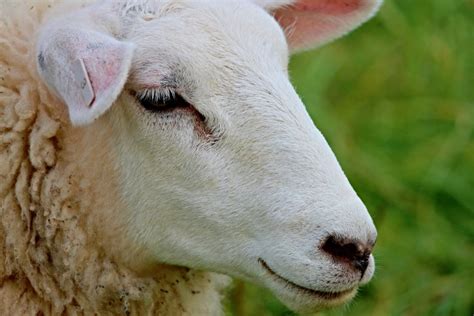 34 Common Sheep Breeds A To Z List Pictures Fauna Facts