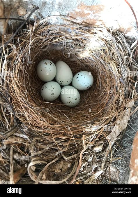 Nest Of House Finch Eggs Stock Photo Alamy