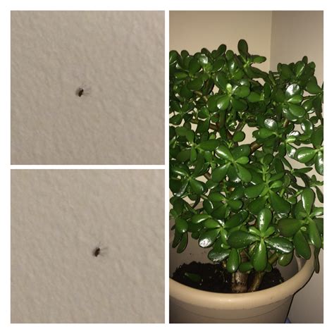 Types of houseplant bugs who they are and what to do about them top 10 pests how fight back signals az identify common get busy gardening identification the most common houseplant pests my garden life. Types of houseplant bugs: Who they are and what to do ...