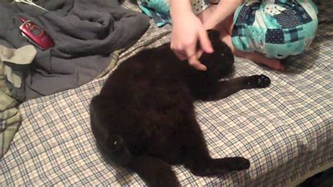 Cat Gets Tummy Rub D Youtube