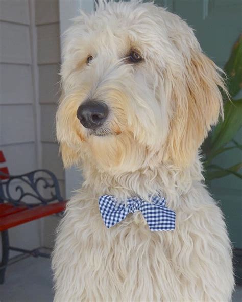 16 New Goldendoodle Haircut Guide Pictures Meowlogy Goldendoodle