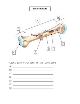 Your femur is the longest bone in your body. Skeletal Labeling Packet by AnatoYou and Anatomy | TpT