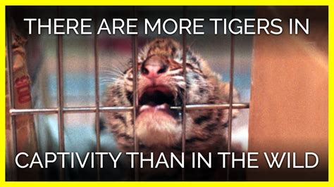 There Are More Tigers In Captivity Than In The Wild Youtube