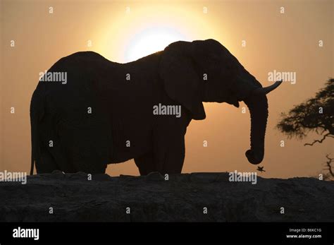 Elephant In Botswana Stock Photo Alamy