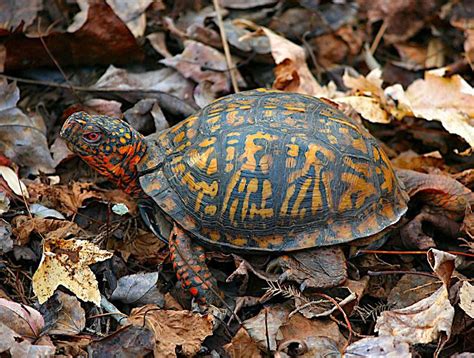 Eastern Box Turtle Care How To Keep Your Turtle Happy And Healthy Petful