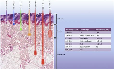 Laser Tissue Interactions Biological Factors To Consider For Dermatology