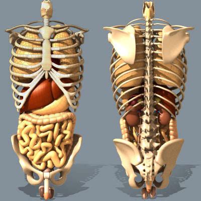 Human anatomy rib cage organs vector illustrated ribcage organs 8×10 or 11×14 print etsy. Somatics: Nervous, Circulatory and Digestive Systems