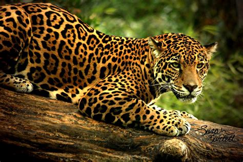 Fowler Ramp Up Research Project Hadassah Latson Jaguar Endangered Species