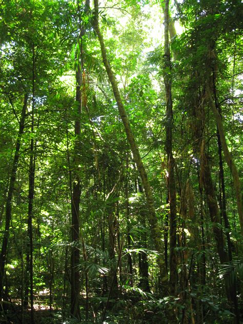 Filedaintree Rainforest 4 Wikimedia Commons