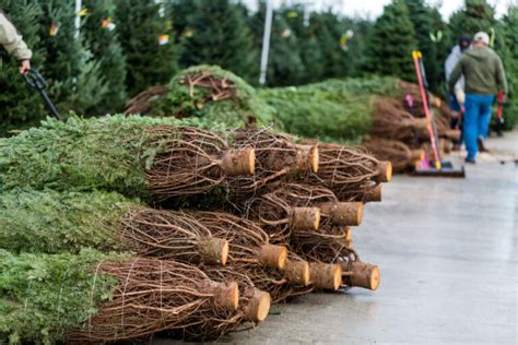 11 Best Christmas Tree Farms In North Carolina Southern Trippers
