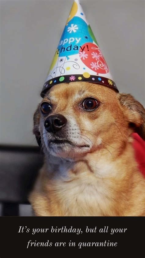 Download Dog Cute Party Hat Meme Pictures