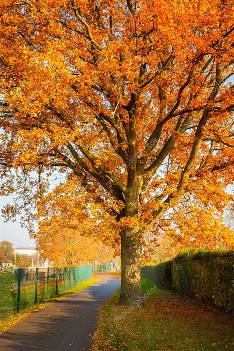 Red Autumn Oak Tree Stock Photo By ©sborisov 12253257