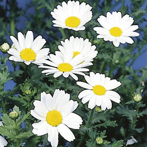 Creeping Daisy Mini Marguerite Chrysanthemum Paludosum My Garden Life